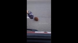 Soldier helps hedgehog off the road in Vsevolozhsk, Russia