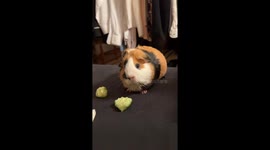 Guinea pig duo perfectly shares cucumbers in viral 12 million views food harmony