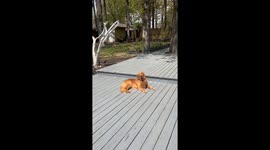 My furbaby Nala loves her tan.