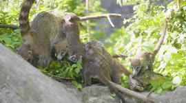 Austria: Ten Coati Cubs Climb Into Hearts At Vienna Zoo