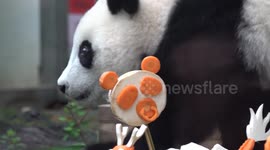 China: Panda cub enjoys special festive treat in Guangdong