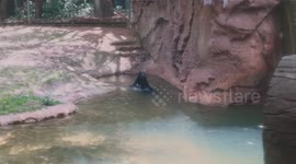 ANIMAL FIGHT CLUB: Brother and sister bears beat the heat with a wrestling matching in the water at the Ft. Worth Zoo