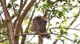 US: Great horned owls captivate visitors in San Francisco’s Bernal Heights