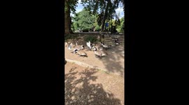 Rush hour at the riverbank - A lively crowd of ducks and pigeons race in for snack time, turning a quiet riverside into a bustling bird buffet