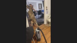 Cheeky kangaroo crashes girls’ night, hops into lounge in surprise visit