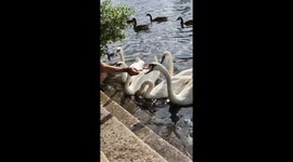 A flock of Swans being fed by a woman on the Canbury Gardens riverside.
