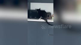 'UK's greediest cat' stole two pizzas - and knows how to open microwave himself