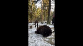 El Gran Oso Tom