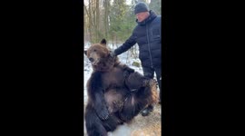 El Gran Oso Tom
