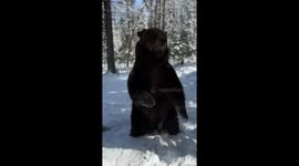 El Gran Oso Tom