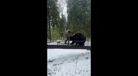 El Gran Oso Tom