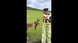 Well-mannered wildlife—Nara’s deer bow in exchange for treats
