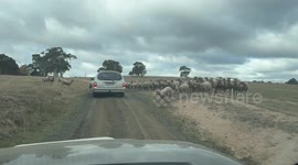 Sheep circle around vehicle in Tooborac, Victoria, Australia