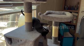 A  one minute video kitten playing on a cat tree