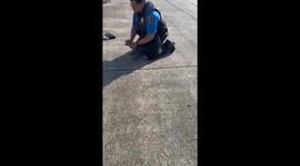 Alligator 'Cited' for Jaywalking, Released by Louisiana Police