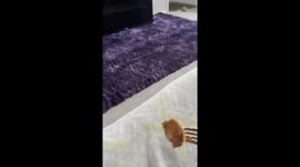 Letting My Cat Try My Food