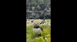 The Beautiful Puffin Colonies of Skomer Island