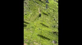 Mama Bear With Her Cubs From a Chairlift