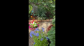 hummingbird flying around the flowers