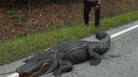 Deputies Relocate 10-Foot Alligator Caught Lounging on Road