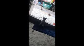 Cat are afraid of mice? This kitten's opponent seemed very big so it still hesitated to attack this mouse