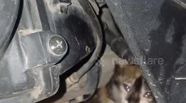 Firemen rescue family's kitten trapped in motorcycle in Indonesia