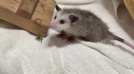 Rescued opossum receives new home at Oregon Zoo