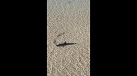 Brave father & son help to free stranded great white shark using rakes