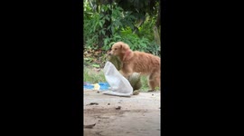 Dog steals whole durian from sack in family's garden