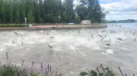 School of hundreds of fish leap of lake in unison