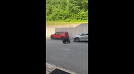 Black bear roams neighborhood and checks parked cars in Gatlinburg, Tennessee