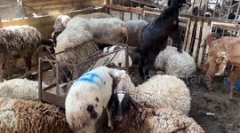Animal markets stagnant in blockaded Gaza ahead of Eid al-Adha