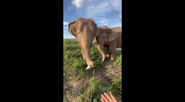 Elephant gently gifts a flower to visitor in Phnom Penh, Cambodia