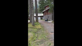 Black bear struggles to open garbage bin in Juneau, Alaska, USA