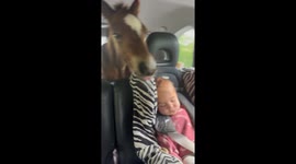 Orphaned Foal Gets a Second Chance – A Heartwarming Journey to His New Mom