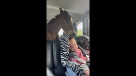 Orphaned Foal Gets a Second Chance – A Heartwarming Journey to His New Mom