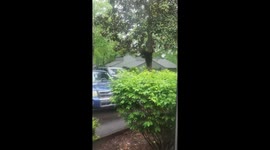 Bears explore pickup truck outside house in North Carolina, USA