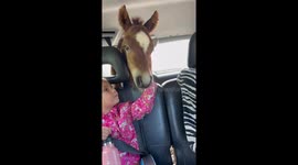 Orphaned Foal Gets a Second Chance – A Heartwarming Journey to His New Mom