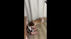 Corgi covered in stickers stays still while playing with kid in Sochi, Russia