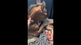 Orphaned Foal Gets a Second Chance – A Heartwarming Journey to His New Mom