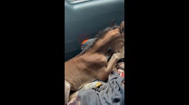 Orphaned Foal Gets a Second Chance – A Heartwarming Journey to His New Mom