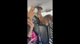 Orphaned Foal Gets a Second Chance – A Heartwarming Journey to His New Mom
