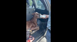 Orphaned Foal Gets a Second Chance – A Heartwarming Journey to His New Mom