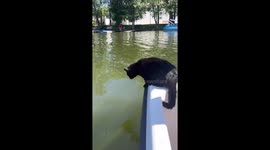 Cat jumps into water and swims to dock in Kazan, Russia