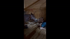 Final Moments of a Brave Mare – Saying Goodbye After a Birth Tragedy