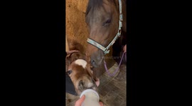 Foal Finds His Forever Mom – A Heartwarming Adoption After Tragedy