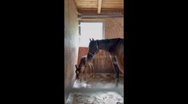 Foal Finds His Forever Mom – A Heartwarming Adoption After Tragedy