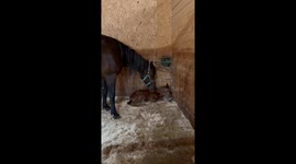 . Two Hearts Heal Together – Orphaned Foal Adopted by Mare Who Lost Her Own