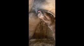 Two Hearts Heal Together – Orphaned Foal Adopted by Mare Who Lost Her Own