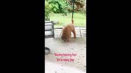 Sunny is a 3-1/2 month old F1B Goldendoodle. She is pure puppy finding fun and adventures in simple raindrops.